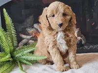 Hetti, a female Miniature Aussiedoodle for sale in Boyden, IA – 2 of 10