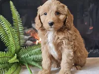 Hetti, a female Miniature Aussiedoodle for sale in Boyden, IA – 7 of 10