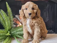 Hetti, a female Miniature Aussiedoodle for sale in Boyden, IA – 4 of 10