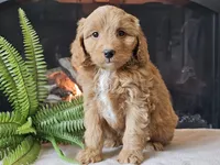 Hetti, a female Miniature Aussiedoodle for sale in Boyden, IA – 10 of 10