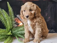 Hetti, a female Miniature Aussiedoodle for sale in Boyden, IA – 9 of 10