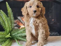 Hetti, a female Miniature Aussiedoodle for sale in Boyden, IA – 8 of 10
