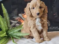Hetti, a female Miniature Aussiedoodle for sale in Boyden, IA – 1 of 10