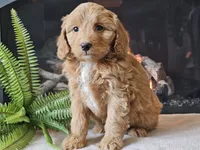 Hetti, a female Miniature Aussiedoodle for sale in Boyden, IA – 5 of 10