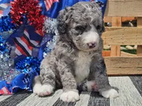 Katina, a male Bernedoodle for sale in Boyden, IA – 8 of 9