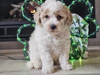 Oakley, a male Bichpoo for sale in Boyden, IA – Photo 4 of 10