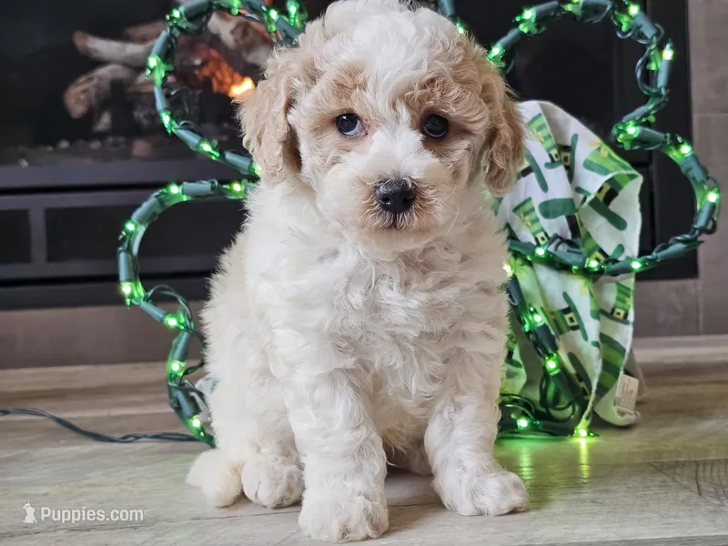 Oakley – Bichpoo puppy for sale in Boyden, IA