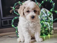 Oakley, a male Bichpoo for sale in Boyden, IA – Photo 2 of 10