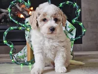 Oakley, a male Bichpoo for sale in Boyden, IA – Photo 6 of 10