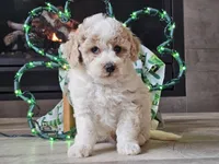 Oakley, a male Bichpoo for sale in Boyden, IA – Photo 9 of 10