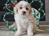 Oakley, a male Bichpoo for sale in Boyden, IA – Photo 8 of 10