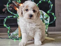Oakley, a male Bichpoo for sale in Boyden, IA – Photo 7 of 10