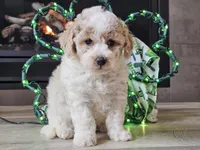 Oakley, a male Bichpoo for sale in Boyden, IA – Photo 5 of 10
