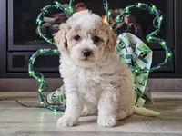 Oakley, a male Bichpoo for sale in Boyden, IA – Photo 10 of 10