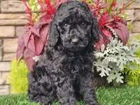 Willow, a female Goldendoodle for sale in Boyden, IA – 6 of 10