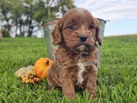 Oliver, a male Cavapoo for sale in Boyden, IA – 9 of 10