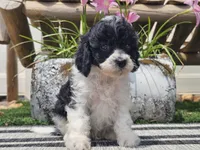 Turbo, a male Cavapoo for sale in Boyden, IA – 10 of 10