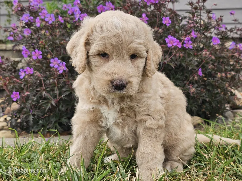 Maui – Goldendoodle puppy for sale in Boyden, IA