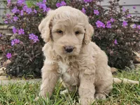 Maui, a female Goldendoodle for sale in Boyden, IA – 1 of 10