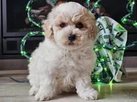 Omira, a female Bichpoo for sale in Boyden, IA – Photo 8 of 10