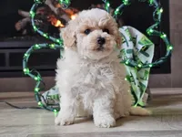 Omira, a female Bichpoo for sale in Boyden, IA – Photo 1 of 10