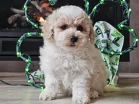 Omira, a female Bichpoo for sale in Boyden, IA – Photo 6 of 10