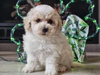 Omira, a female Bichpoo for sale in Boyden, IA – Photo 2 of 10