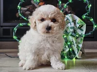 Omira, a female Bichpoo for sale in Boyden, IA – Photo 7 of 10