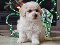 Omira, a female Bichpoo for sale in Boyden, IA – Photo 10 of 10