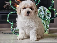 Omira, a female Bichpoo for sale in Boyden, IA – Photo 9 of 10