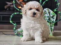 Omira, a female Bichpoo for sale in Boyden, IA – Photo 5 of 10