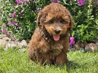 Scooby, a male Havapoo for sale in Boyden, IA – 6 of 6