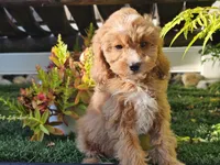 Gideon, a male Cavapoo for sale in Boyden, IA – 6 of 10
