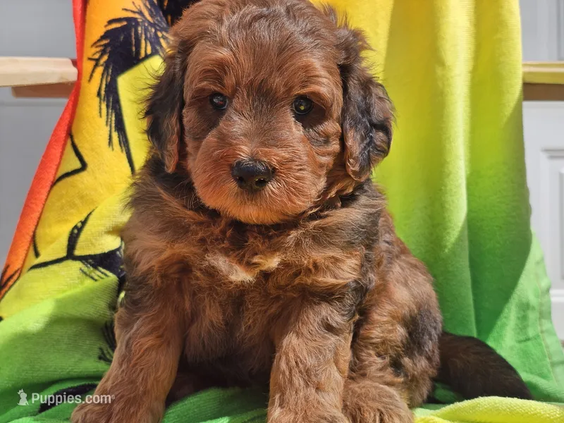 Sirius – Miniature Bernedoodle puppy for sale in Boyden, IA