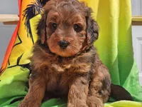 Sirius, a male Miniature Bernedoodle for sale in Boyden, IA – 1 of 10
