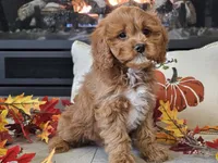 Teeter, a female Cavapoo for sale in Boyden, IA – 8 of 10
