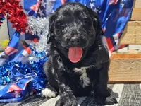 Kora, a female Bernedoodle for sale in Boyden, IA – 5 of 10