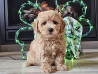 Olympia , a female Bichpoo for sale in Boyden, IA – Photo 5 of 10