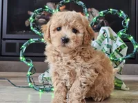 Olympia , a female Bichpoo for sale in Boyden, IA – Photo 10 of 10