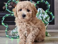 Olympia , a female Bichpoo for sale in Boyden, IA – Photo 7 of 10