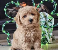 Olympia , a female Bichpoo for sale in Boyden, IA – Photo 1 of 10