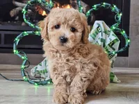 Olympia , a female Bichpoo for sale in Boyden, IA – Photo 3 of 10