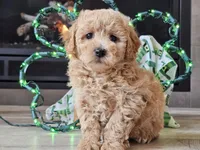 Olympia , a female Bichpoo for sale in Boyden, IA – Photo 6 of 10