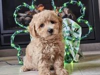 Olympia , a female Bichpoo for sale in Boyden, IA – Photo 4 of 10