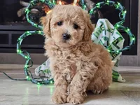 Olympia , a female Bichpoo for sale in Boyden, IA – Photo 8 of 10