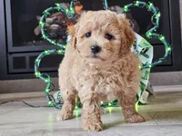 Olympia , a female Bichpoo for sale in Boyden, IA – Photo 2 of 10