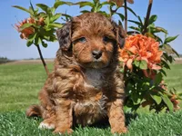 Jamie, a male Miniature Aussiedoodle for sale in Boyden, IA – 8 of 10