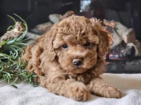 Kai, a female Cavapoo for sale in Boyden, IA – 9 of 10