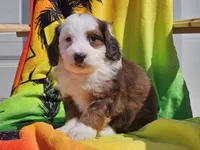 Sonic, a male Miniature Bernedoodle for sale in Boyden, IA – 3 of 10