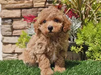 Daika, a female Poodle - Miniature  for sale in Boyden, IA – 5 of 10